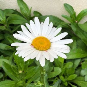 Meet your Posher, Alma